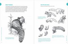 Artist's Guide to Drawing World Wildlife