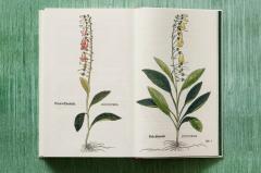 Leonhart Fuchs. The New Herbal