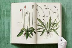 Leonhart Fuchs. The New Herbal