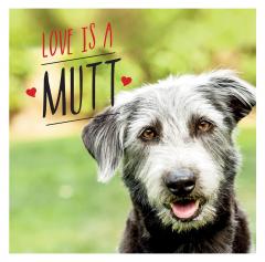 Coperta cărții Love is a Mutt