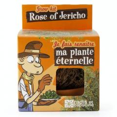 Kit de plantat cu ghiveci - Trandafir de Jericho 