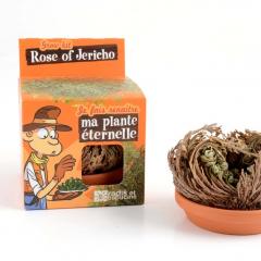 Kit de plantat cu ghiveci - Trandafir de Jericho 