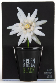 Kit pentru plantat cu seminte de floare de colt - Green is the New Black