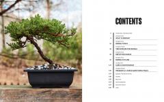 Freestyle Bonsai