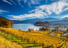 Puzzle 2000 piese - Vineyards