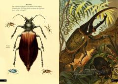 The Little Book of Insects