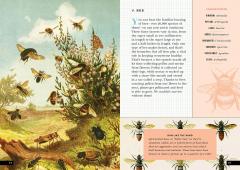The Little Book of Insects