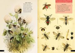 The Little Book of Insects