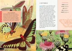 The Little Book of Insects