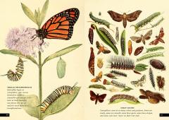 The Little Book of Insects