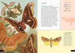 The Little Book of Insects