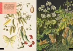 The Little Book of Insects