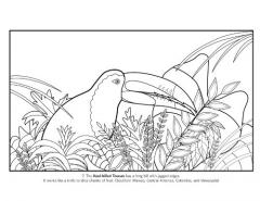 Coloring Book Susan Stockdale`s Birds