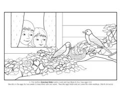 Coloring Book Susan Stockdale`s Birds