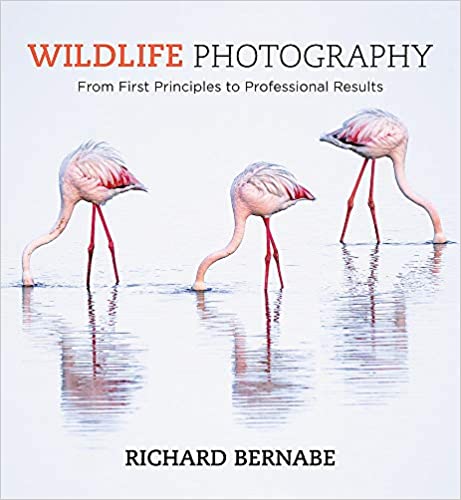 Wildlife Photography 