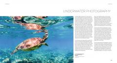 Wildlife Photography