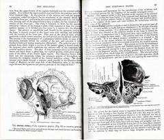 Gray's Anatomy