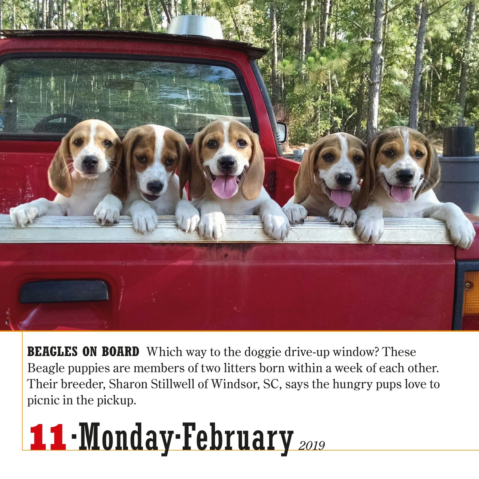 Calendar 2019 365 Dogs Workman Publishing