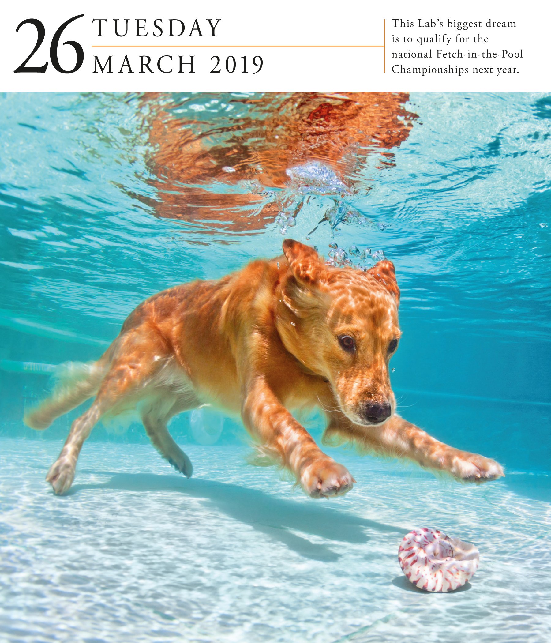 Calendar 2019 Dog Gallery Workman Publishing