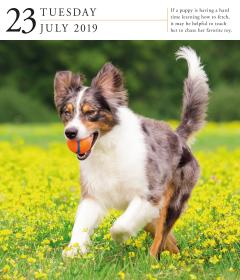 Calendar 2019 - Dog Gallery