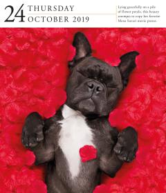 Calendar 2019 - Dog Gallery