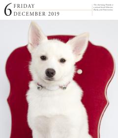 Calendar 2019 - Dog Gallery