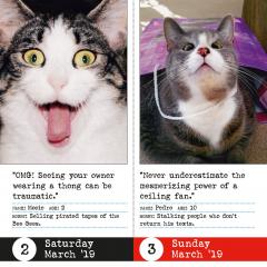Calendar 2019 - Bad Cat Page-A-Day