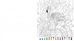 Animal Colour by Numbers