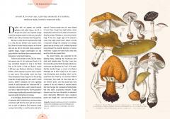 The Magic of Mushrooms