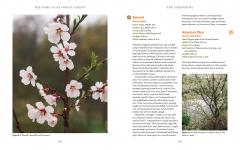 The Home-Scale Forest Garden