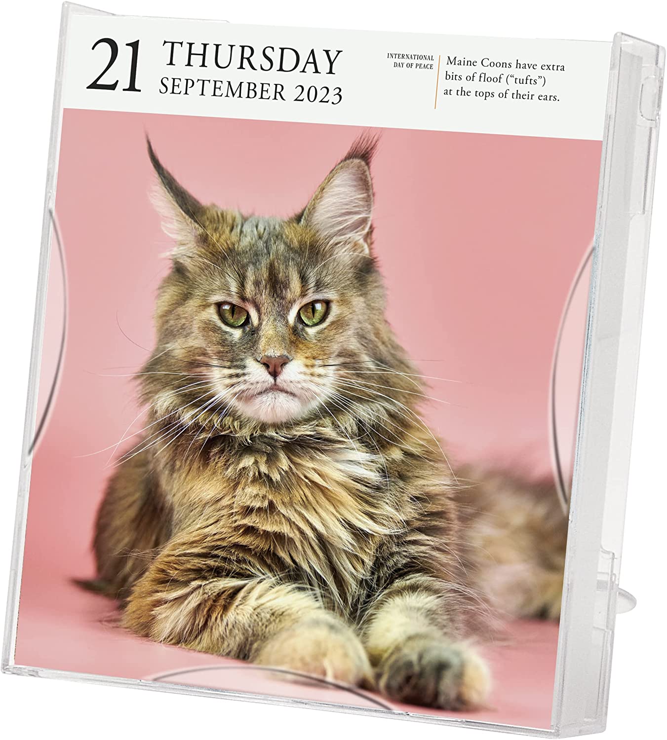 Page A Day Cat Calendar 2025