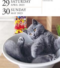 Calendar de birou 2023 - Page-A-Day - Cat