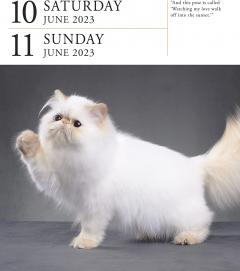 Calendar de birou 2023 - Page-A-Day - Cat