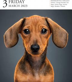 Calendar de birou 2023 - Page-A-Day - Dog