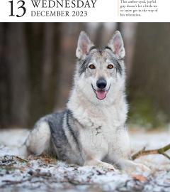 Calendar de birou 2023 - Page-A-Day - Dog