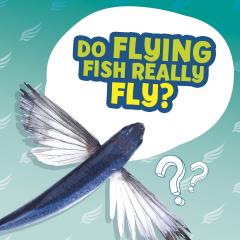 Coperta cărții Do Flying Fish Really Fly?