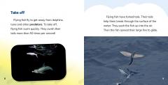 Do Flying Fish Really Fly?