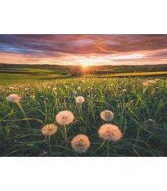 Puzzle 500 de piese - Papadii La Apus 