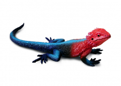 Figurina - Mwanza Flat-Headed Rock Agama