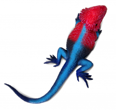 Figurina - Mwanza Flat-Headed Rock Agama