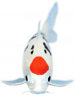 Figurina - Koi Fish - Tancho Toy