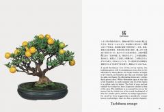 Bonsai