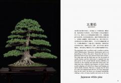 Bonsai