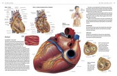 Atlas of the Human Body