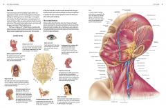 Atlas of the Human Body