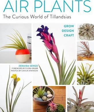 AIR PLANTS : THE CURIOUS WORLD OF TILLANDSIAS / ZENAIDA SENGO/CAITLIN ATKINSON