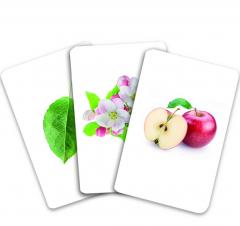 Carti de joc Montessori - Arbori: frunze, flori, fructe