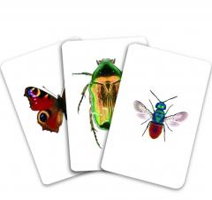 Carti de joc Montessori - Insecte din Romania
