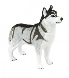 Caine - Husky Siberian