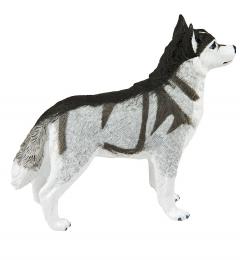 Caine - Husky Siberian